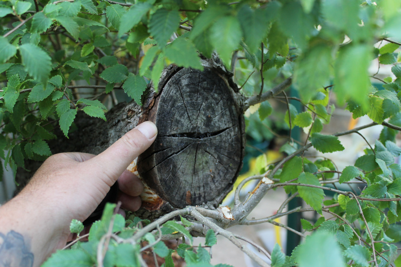 elm bonsai stump
